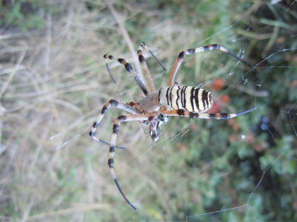 Argiope bruennichi + Argyrodes + dittero scroccone